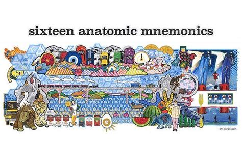 anatomic mnemonics mnemonics healthcare nurses anatomical