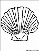 Shell Clam Scallop Seashell Preschoolers Shells Coloringbay sketch template