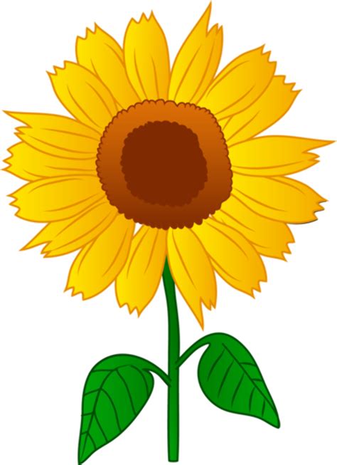 high quality august clipart sunflower transparent png images