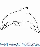 Dolphin Spinner Drawing Draw Drawings Print Easy Tutorial Paintingvalley sketch template