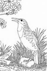 Coloring State Pages Birds Montana Purplekittyyarns Meadowlark sketch template