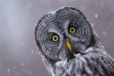 ranking    adorable species  owl theslicedpancom