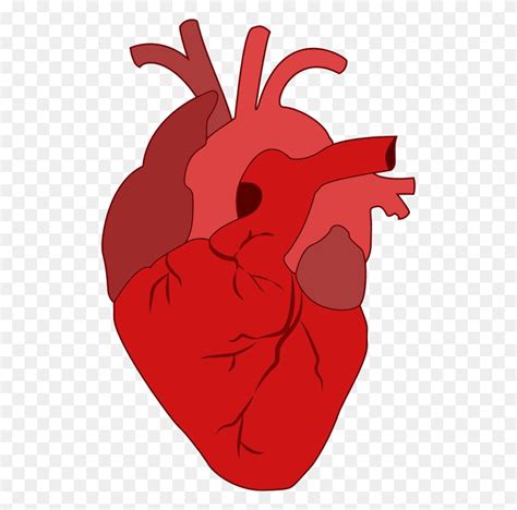 heart transparent png pictures real heart png flyclipart
