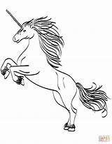 Unicorn Coloring Pages Head Rearing Color Print Printable Drawing Getcolorings Colorings Colorin Getdrawings Walleye Scribblefun Magical sketch template