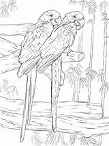 Coloring Pages Hyacinth Macaws Printable Pair Bird Macaw Animals Colouring Supercoloring Drawing Realistic Drawings Adult Parrots Categories sketch template