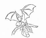 Bat Coloring Pages Color Bats Fruit Printable Clipart Stellaluna Animal Print Dibujos Cartoon Colour Library Clip Drawing Sketch Choose Board sketch template