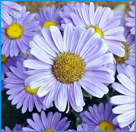 daisy flowers flowerinfoorg