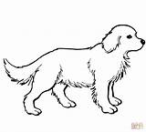 Retriever Golden Coloring Pages Puppy Labrador Puppies Printable Drawing Dogs Dog Print Sheets Supercoloring Color Retrievers Shiba Inu Colouring Cute sketch template