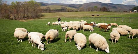 money  business   start  sheep farm