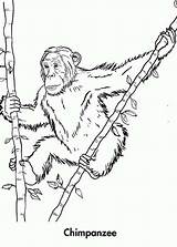 Coloring Bamboo Chimpanzee Popular Tree sketch template