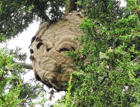 Giant Asian Hornets’ Nest Found In Tree In Tetbury Huffpost Uk