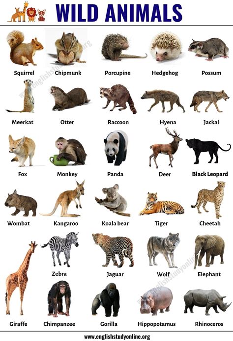 wild animals list   popular names  wild animals  english