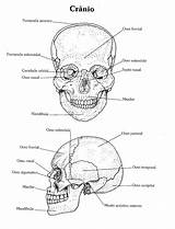 Anatomia Cranio Humano Esqueleto Ossos Atlas Crânio Partes Atividades Desenho Cuerpo Esquelético Fisioterapia Cabeça Músculos Estudo Huesos Musculos Fisiologia Rosto sketch template