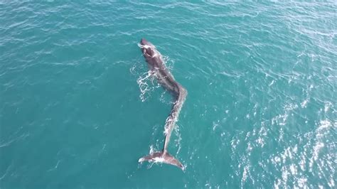 fin whale with scoliosis swims off spanish coast