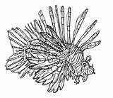 Lionfish Drawing Step Coloring Draw Svg Fish Lion Clipart Cliparts Search Google Drawings Designlooter Pages Attribution Forget Link Don Library sketch template