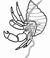 Crab Hermit Jellyfish sketch template
