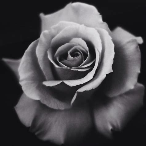 black  white rose photography  wallpapers