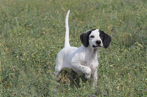 pointer breed guide learn   pointer