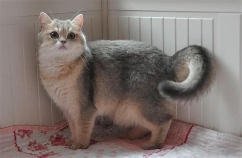 pin  british shorthair cats