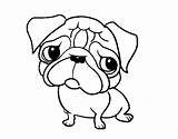 Pug Coloring Pages Puppy Cute Adult Para Colorear Pugs Printable Dog Color Kids Drawing Coloringcrew Print Dibujo Dogs Getcolorings Getdrawings sketch template