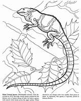 Doverpublications Dover Publications Lizards sketch template