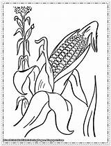 Corn Coloring Pages Printable Stalks Kids Color Flour Thanksgiving Drawing Cob Stalk Cartoon Clipart Getdrawings Fruit Getcolorings Library Popular sketch template