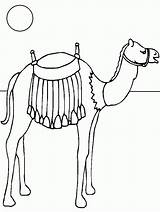Kameel Dieren Kamelen Animaatjes sketch template
