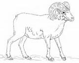 Coloring Sheep Bighorn Pages Outline Desert Draw Drawing Supercoloring Drawings Printable Print Coloringbay Animal Popular Categories sketch template