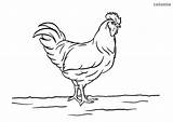 Chicken Coloring Rooster Chick Pages Hen sketch template