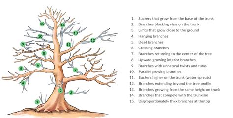 Pruning Bonsai Cutting Branches To Shape The Tree Bonsai Empire