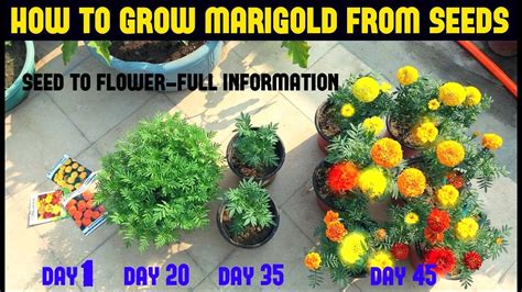 grow marigold  seeds  full updates youtube growing