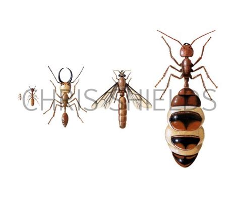 termite workers soldier drone queen illustration insect illustrations  chris shields