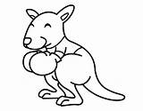 Kangaroo Coloring Animals Coloringcrew Boxing Kangourou Boxe sketch template