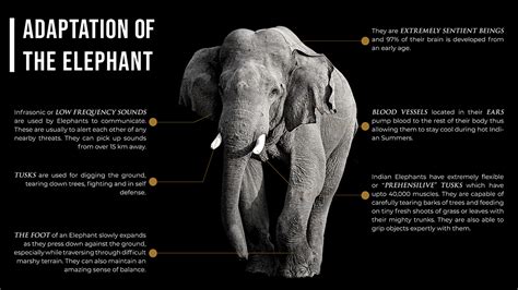 Project Elephant A Comprehensive Guide On Asian Elephants