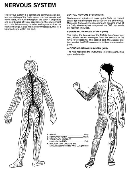 human anatomy coloring book margaret matt joe ziemian