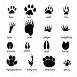 Animal Footprints Pegadas Tierspuren Huellas Sporen Footprint Animaux Animales Ausdrucken Abdrücke Stencils Pfotenabdruck Reeks Dierlijke Verschillende Kangaroo Des Traces Kangourou sketch template