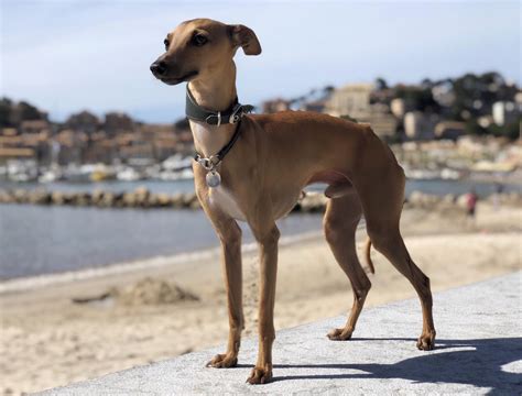 italian greyhound borrowmydoggy leaving pawprints  happiness