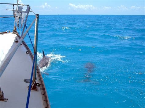 key west fl sailing with dolphins photo picture image florida at