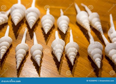 shells  types  sizes stock photo image  creature shape