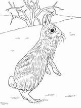 Coloring Rabbit Cottontail Jackrabbit Pages Standing Printable Peter Drawing Colouring Rabbits Jack Disney Getdrawings Hare Marsh Domestic Categories Library Supercoloring sketch template
