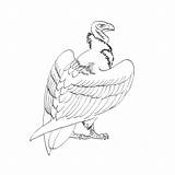 Coloring Pages Condor Puma Coyote Coloringtop sketch template