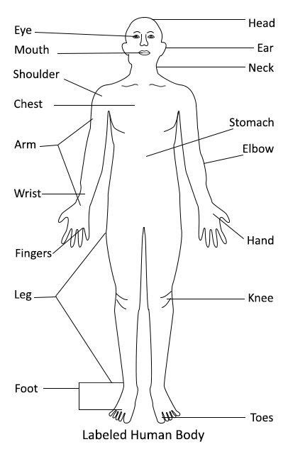 labeled human body diagram human body diagram body diagram human body organs
