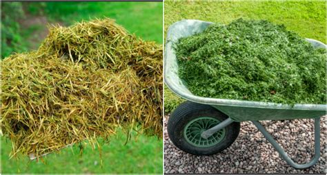 grass clippings    thought
