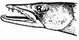 Pages Barracuda Head Coloring Fish sketch template