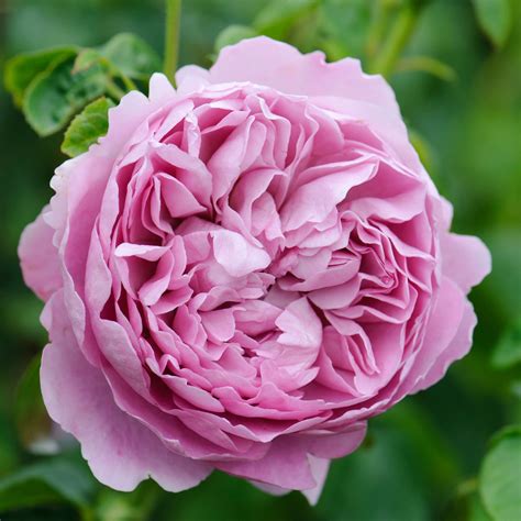 charles rennie mackintosh english shrub rose david austin roses