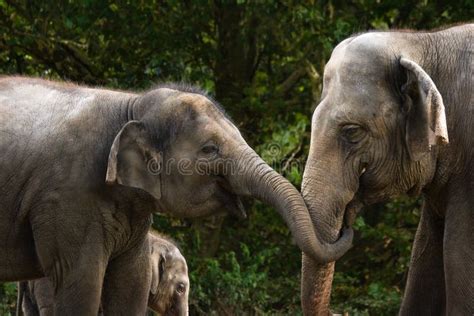 Two Female Asian Elephants Having Fun Stock Image Image Of Giant
