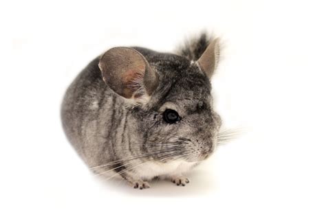 chinchilla sky birds