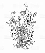 Wildflower Drawing Sketch Line Flowers Drawings Stem Wild Google sketch template