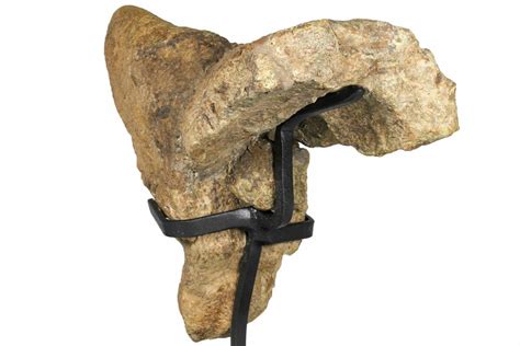triceratops nose horn bowman north dakota   sale fossileracom