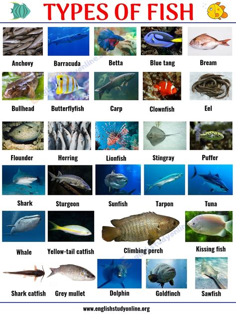 types  fish list   popular fish names  pictures  english  types  fish animals